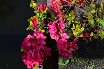 flowers in the garden