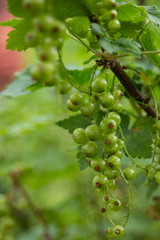 Green, unripe currants, in a currant bush.