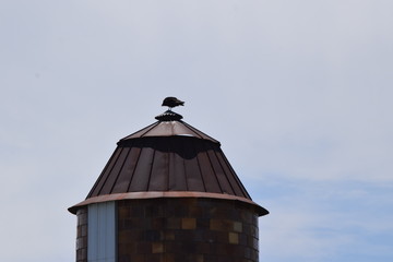 Turkey Vulture on a Silo