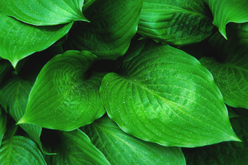 Obraz premium Fresh green foliage with raindrops. Close up.