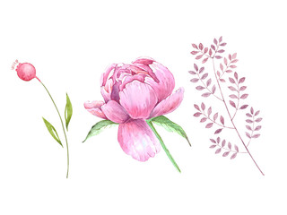 set of watercolor drawings pink peonies, leaves, bud