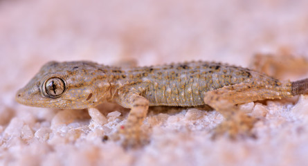 seitenaufnahme aus der nähe eines kleinen gecko an einer mauer