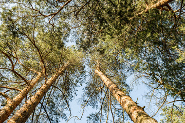 Fototapeta premium View of the pines from the bottom to the top. In the summer day