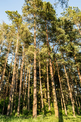 Fototapeta premium pine forest edge lit by the rays of the setting sun, nature landscape