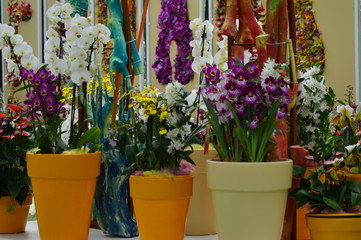colorful flowers in pots