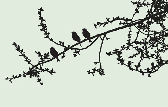 Silhouettes of sparrows sitting on a tree branch