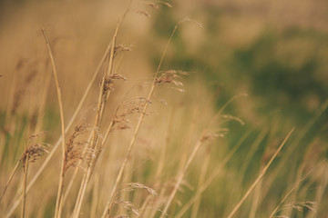 Fototapeta premium North sea beach