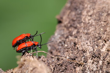  scarlet lily beetles