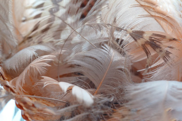 Ostrich feathers colorful background texture