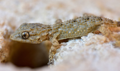 kleiner gecko an einer mauer vor einer öffnung als nahaufnahme