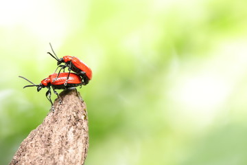  scarlet lily beetles