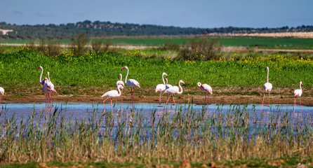 Greater Flamingos in wetlands of Campillos lagoons in Malaga. Spain.