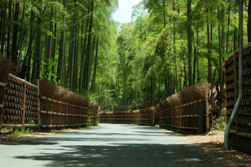 京都　洛西　竹林の道