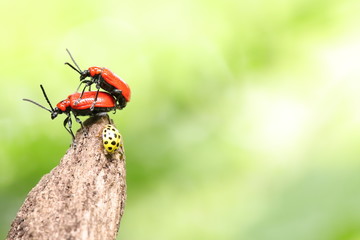 scarlet lily beetles and a yellow ladybug