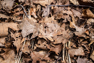 brown dried leaves 