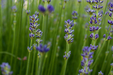 Lavender flowers (Lavandula angustifolia) blooming in a field, macro and selective focus