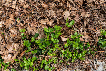 green tiny plants on dried brown leaves 