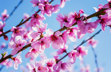 Peach blooming in spring.