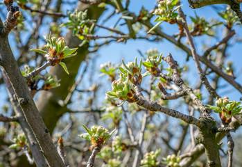 Branches of peach trees blooming in spring.