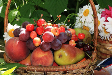 Juicy black grapes and apples in a basket in the garden surrounded by spring flowers with drops close-up