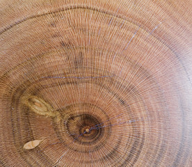 prunus armeniaca, apricot wood texture background in macro lens shoot