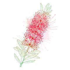 Verzweigen Sie sich mit Umriss rot Callistemon oder Bottlebrush Blumenstrauß und pastellgrünen Blättern isoliert auf weißem Hintergrund. © bokasana