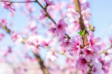 Fototapeta na wymiar Branch of blossom peach in spring.