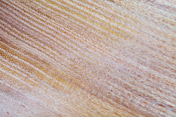 false acacia - robinia pseudoacacia wood texture background in macro lens shoot
