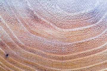 false acacia - robinia pseudoacacia wood texture background in macro lens shoot