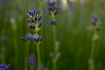 Purple Lavender flower (Lavandula angustifolia) blooming in a field with green blurred background, close up and selective focus