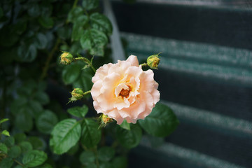 white rose with a pink shade