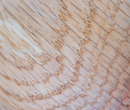 Red Oak Wood Texture Background In Macro Lens Shoot