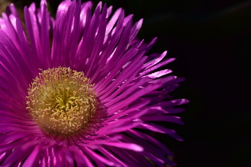 leuchtend lila kaktusblüte mit gelbem blütenstempel in der sonne