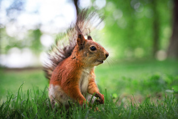 Funny red squirrel in park at a sunny day
