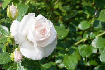 Obraz na płótnie Canvas Fresh rose with drops after rain on a green background