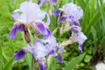 Blue iris flower fresh after rain