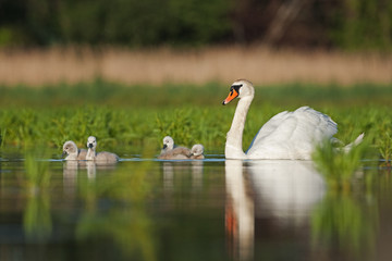 mute swan, cygnus olor, bohemia nature