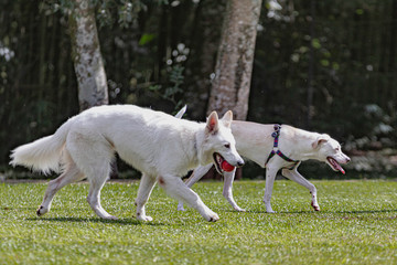 Obraz premium White dogs hanging around the park