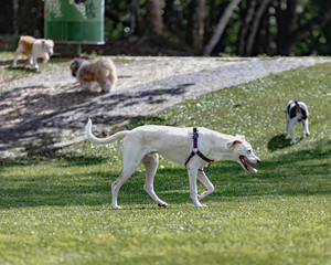 Dogs hanging around the park