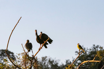 What are those birds looking at?