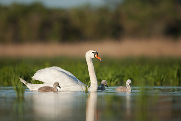 mute swan, cygnus olor, bohemia nature