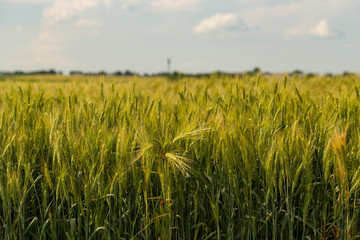 Grain field. Space for wheat. Land for agricultural purposes. Food base of the human race. Green cereals during flowering.	