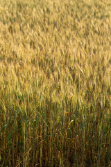 Grain field. Space for wheat. Land for agricultural purposes. Food base of the human race. Green cereals during flowering.	