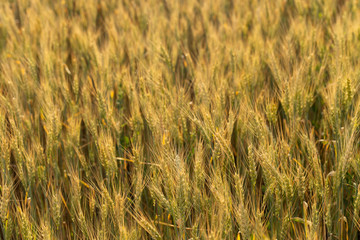Grain field. Space for wheat. Land for agricultural purposes. Food base of the human race. Green cereals during flowering.	