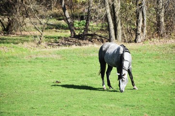 Gray Horse Grazing