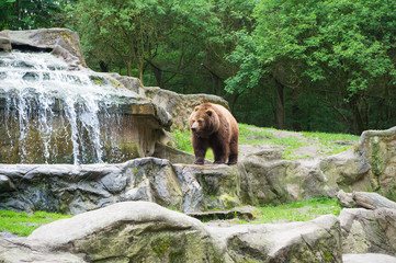 Cute big bear stony landscape nature background. Zoo concept. Animal wild life. Adult brown bear in natural environment. Animal rights. Friendly brown bear walking in zoo