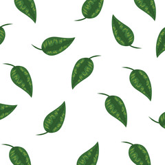ecology leafs plants nature pattern