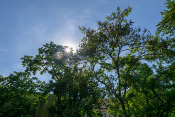 Sun flare through the green foliage of trees.  Blue sky