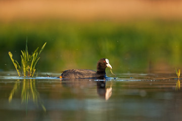  eurasian coot, fulica atra,common coot