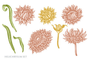 Vector set of hand drawn pastel helichrysum